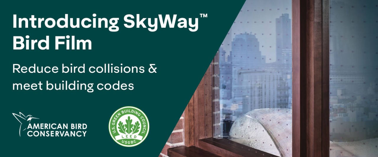 skyway-bird-film